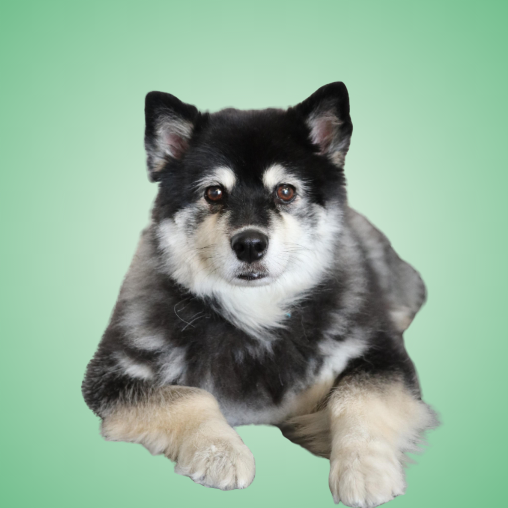 AJ's mascot